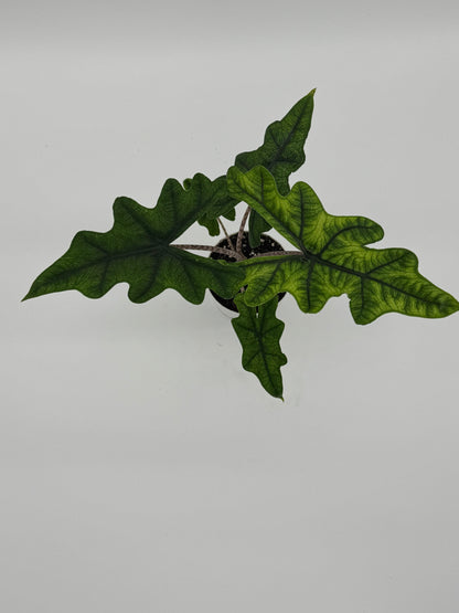 Alocasia Jacklyn