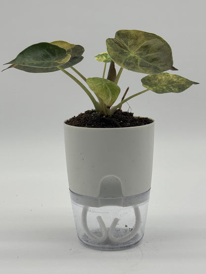 Alocasia wentii Variegated - Premium Giant Elephant Ear