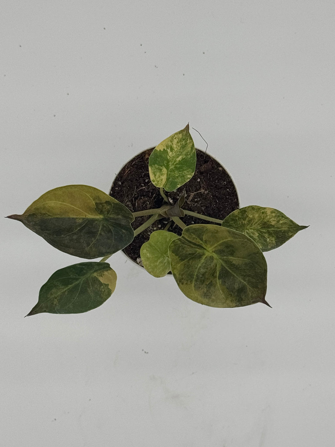Alocasia wentii Variegated - Premium Giant Elephant Ear