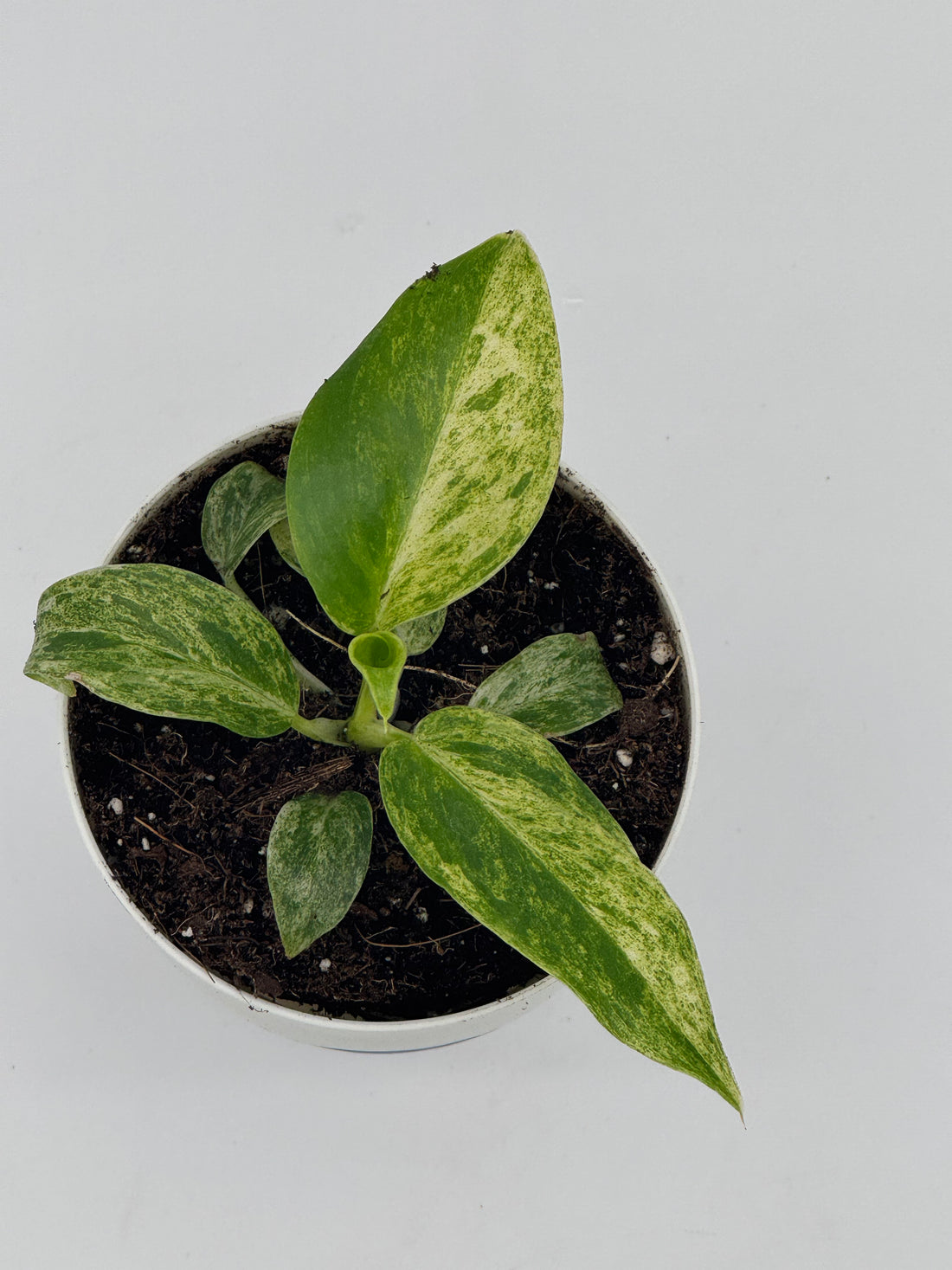 Philodendron giganteum &quot;Blizzard&quot; Variegated