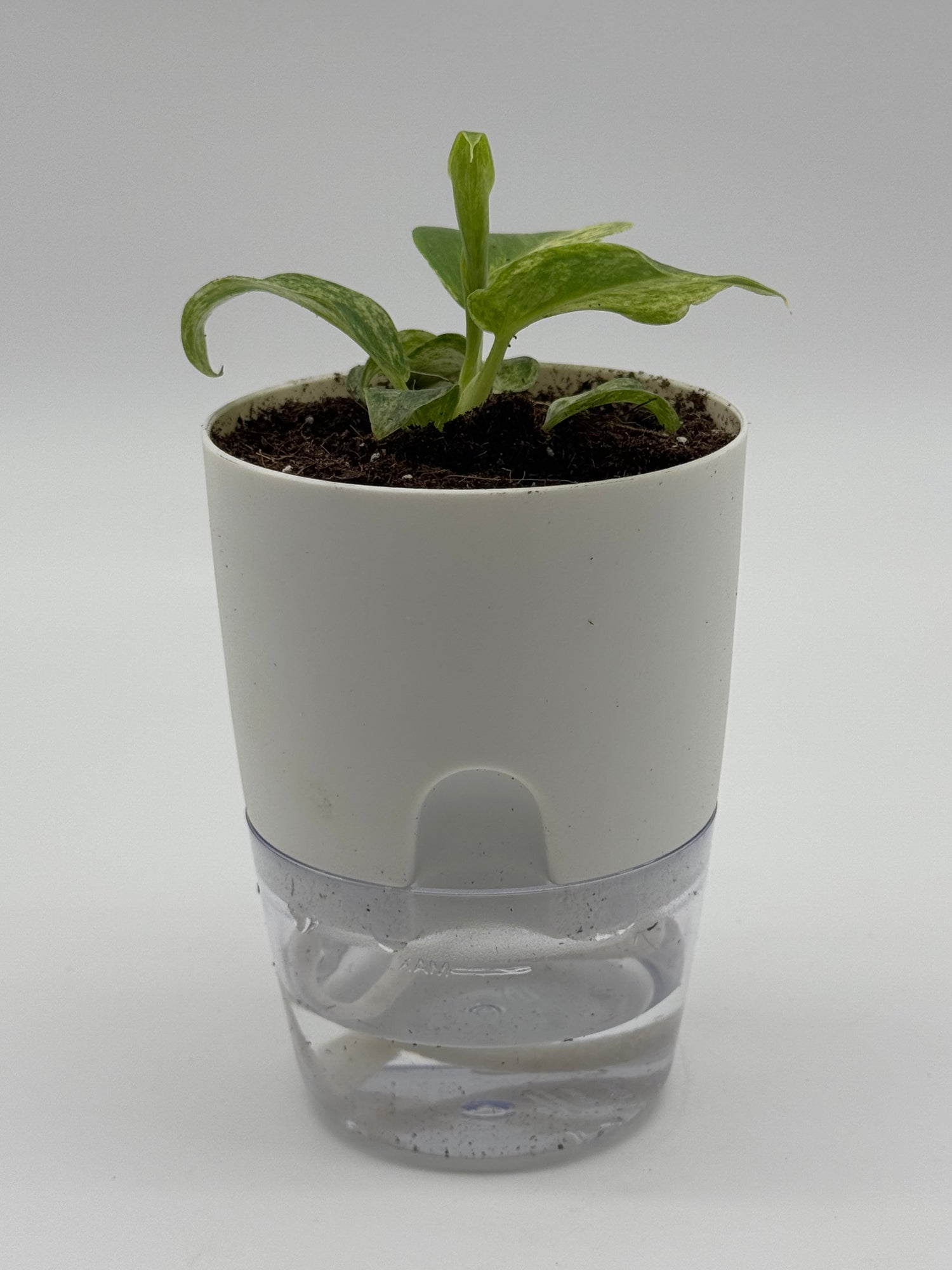 Philodendron giganteum &quot;Blizzard&quot; Variegated