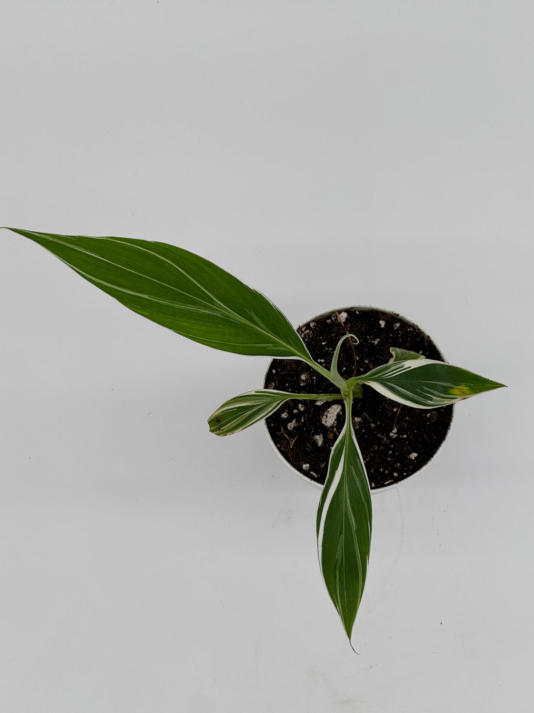 Musa &quot;Florida Banana&quot; Variegated - Compact Variegated Banana Plant