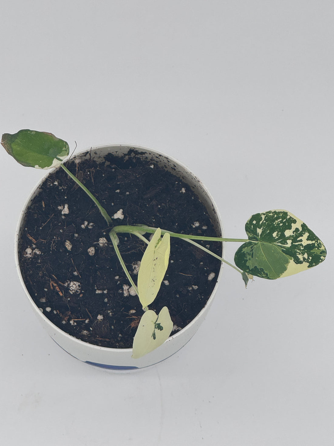 Colocasia esculenta &quot;Milky Way&quot; Variegated - Starry Elephant Ear