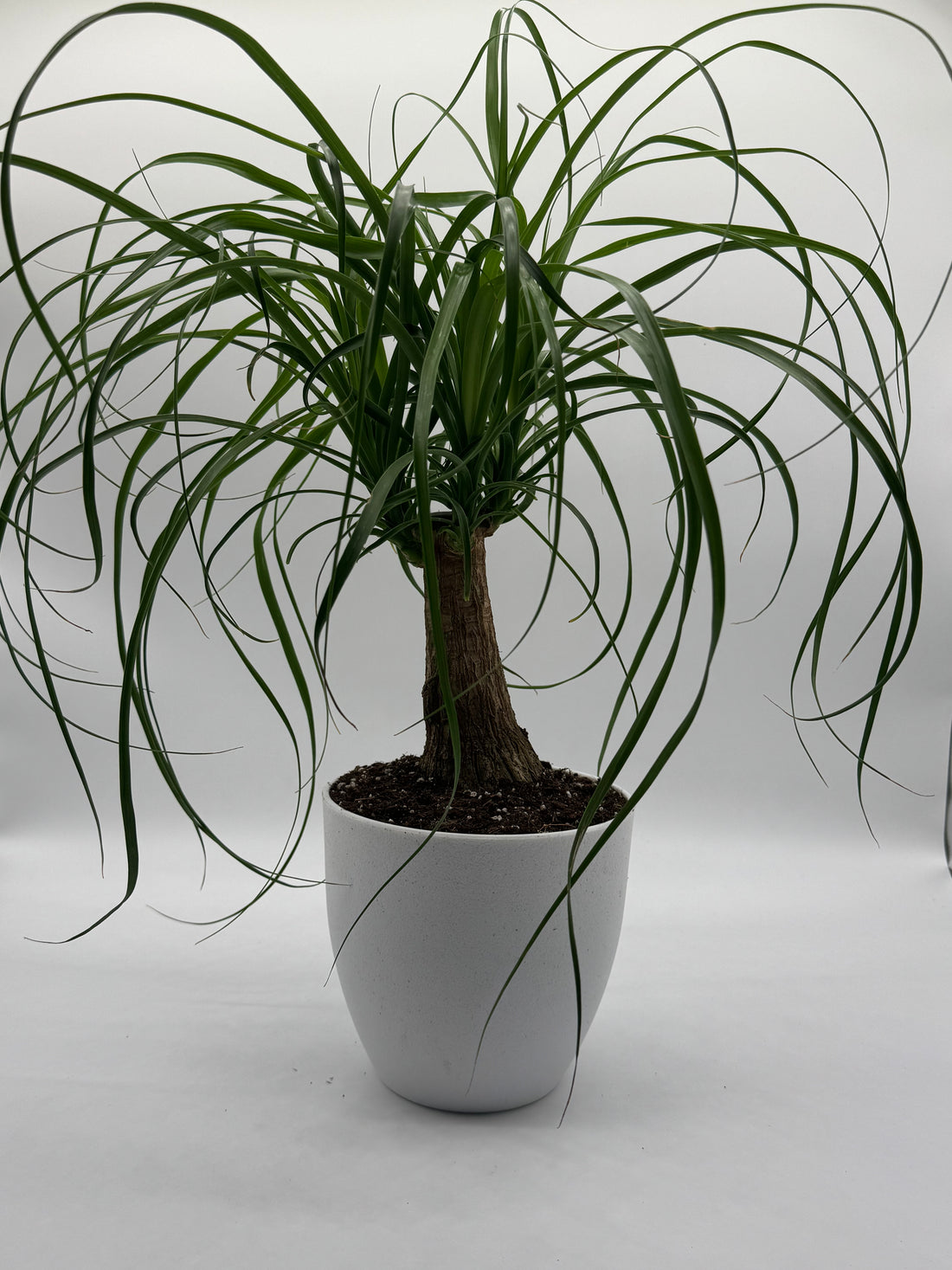 PALM PONYTAIL