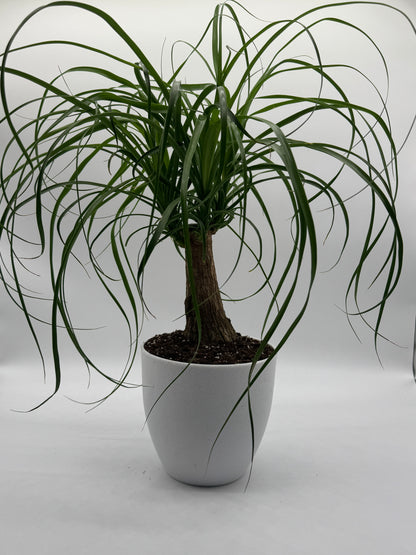PALM PONYTAIL
