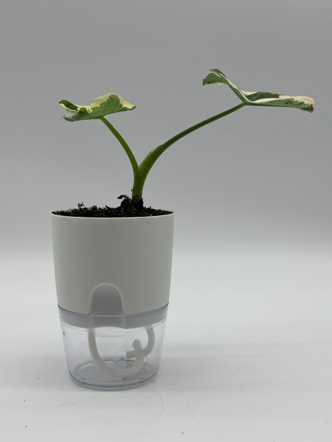 Alocasia &