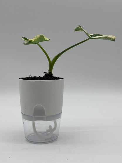 Alocasia &