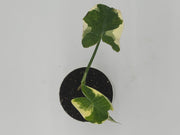 Alocasia 'Mickey Mouse' – 4-Inch Pot – 4" Pot / Nursery pot