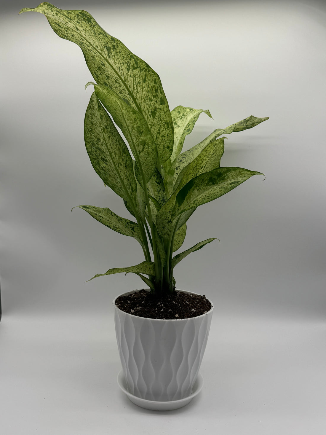 Dieffenbachia &