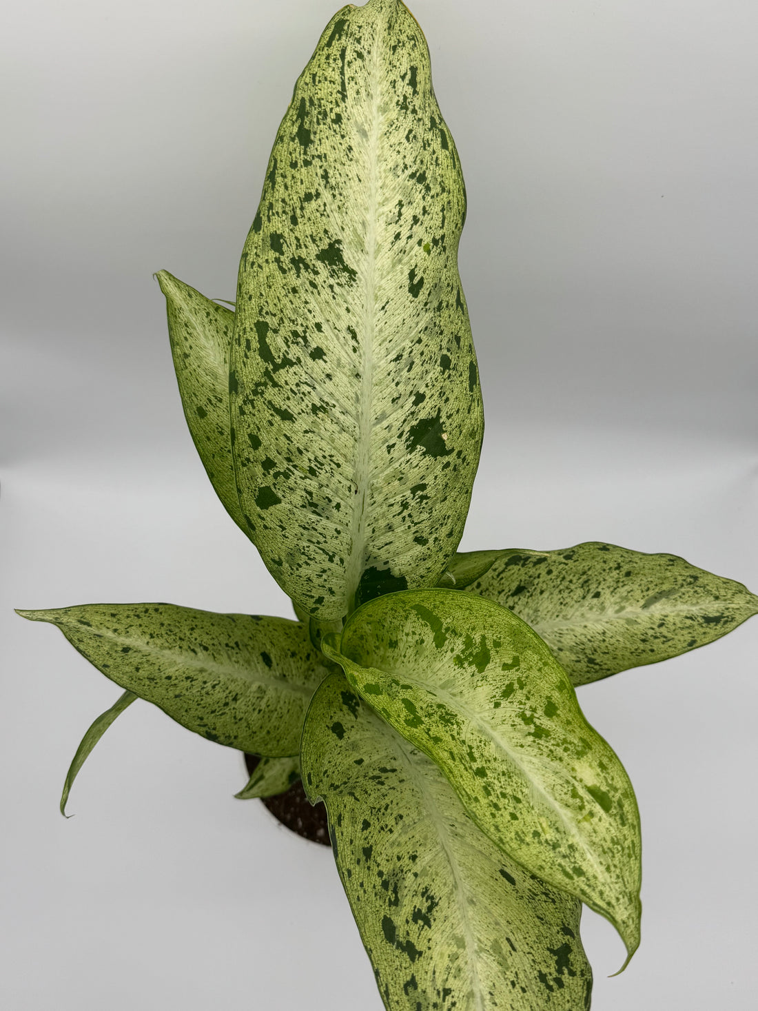 Dieffenbachia &
