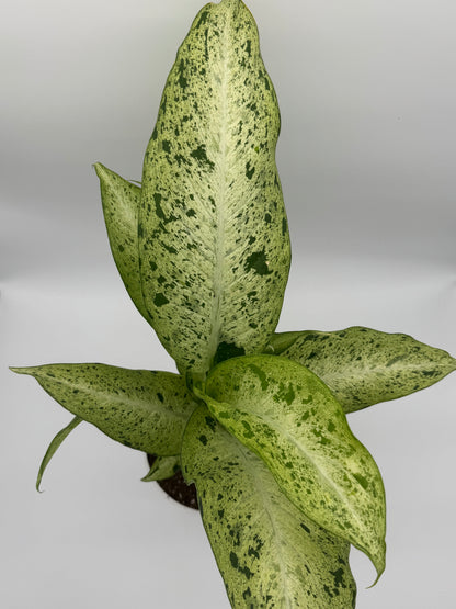 Dieffenbachia &