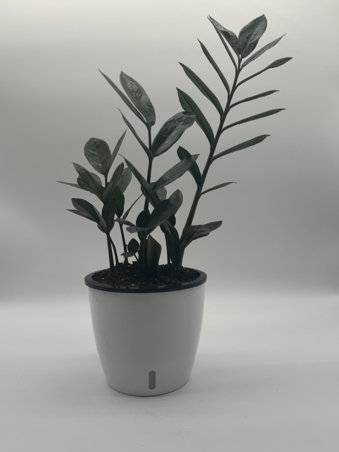 ZZ Zamioculcas &