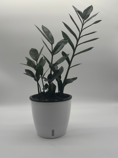 ZZ Zamioculcas &