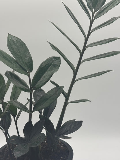 ZZ Zamioculcas &