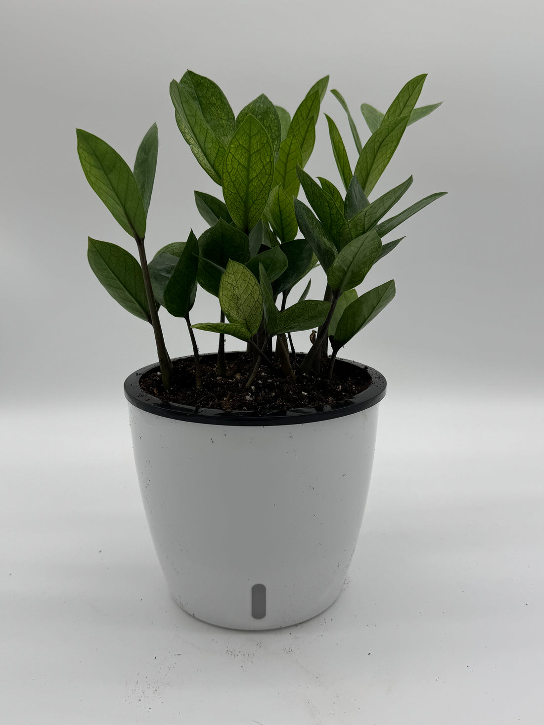 Zamioculcas &