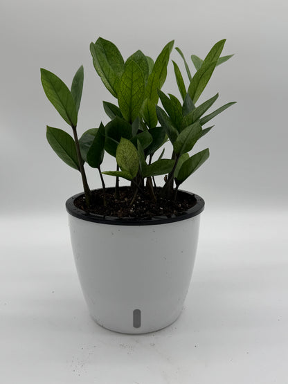 Zamioculcas &