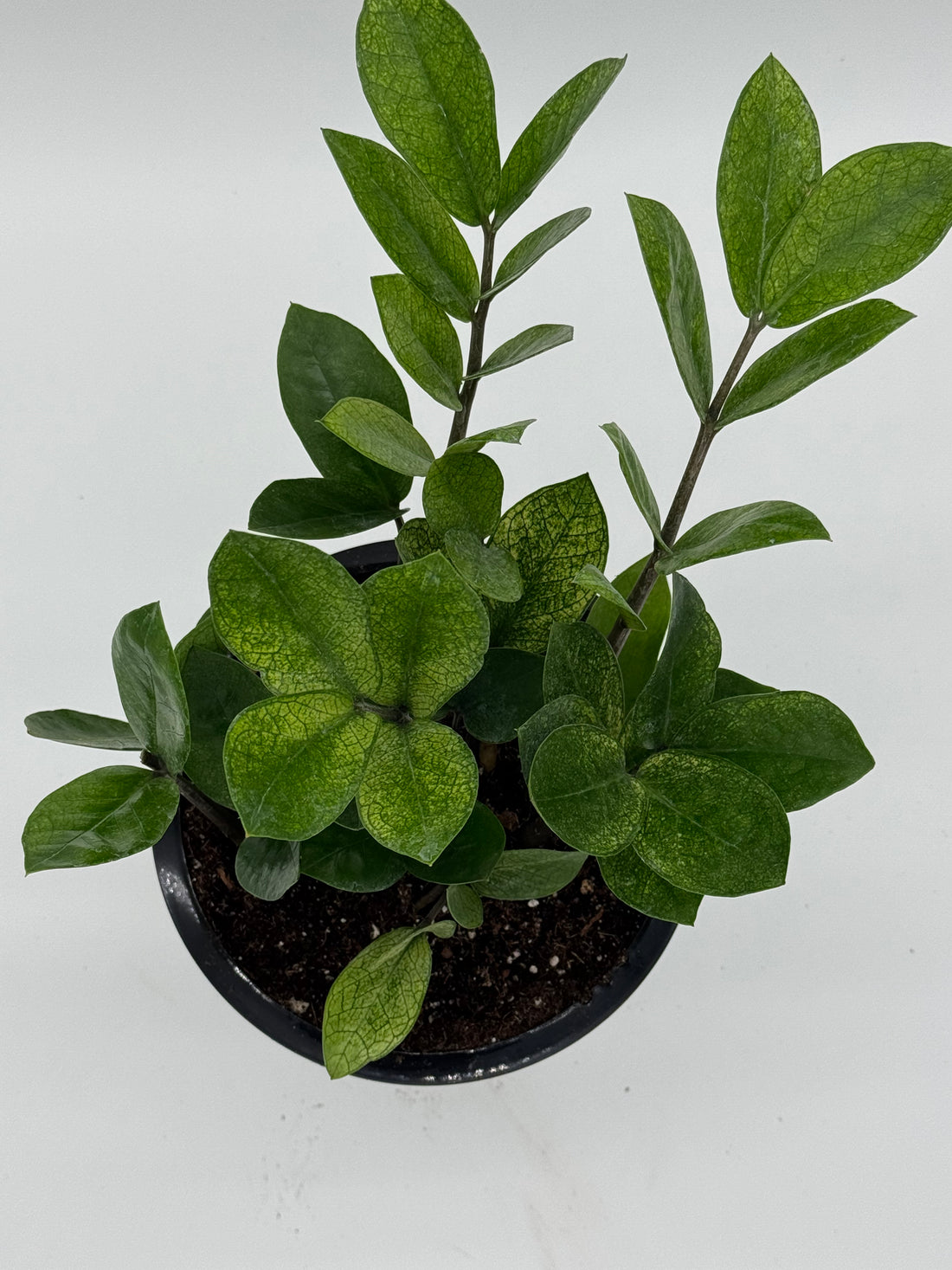 Zamioculcas &