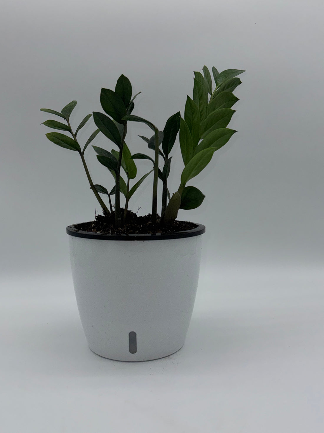 ZZ Plant (Zamioculcas zamiifolia)