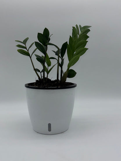 ZZ Plant (Zamioculcas zamiifolia)