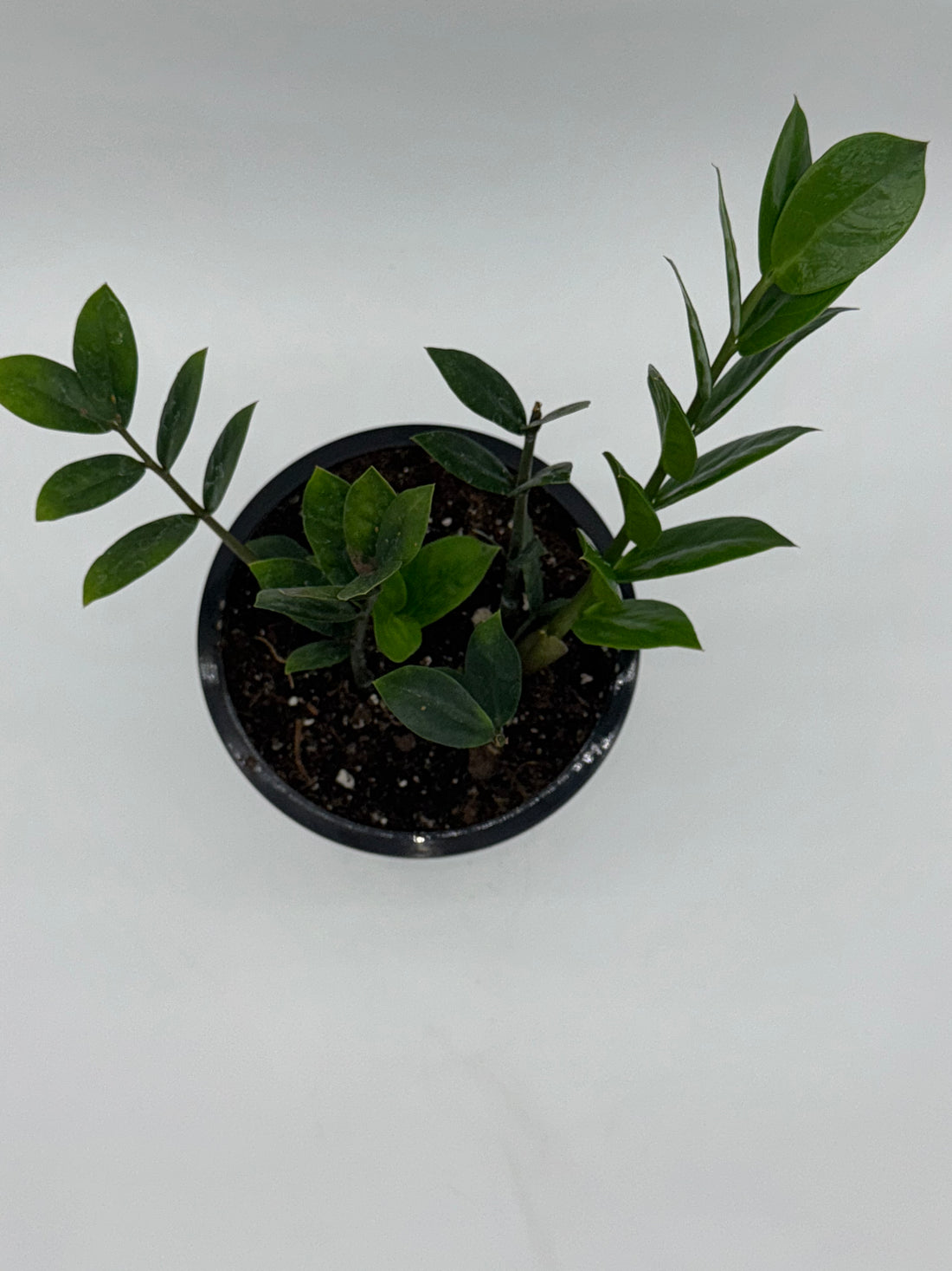 ZZ Plant (Zamioculcas zamiifolia)