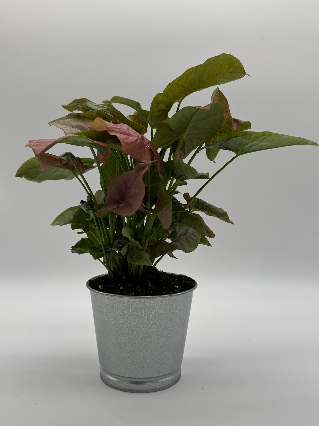 SYNGONIUM STRAWBERRY