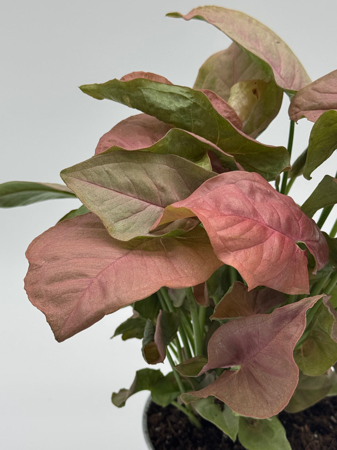 SYNGONIUM STRAWBERRY