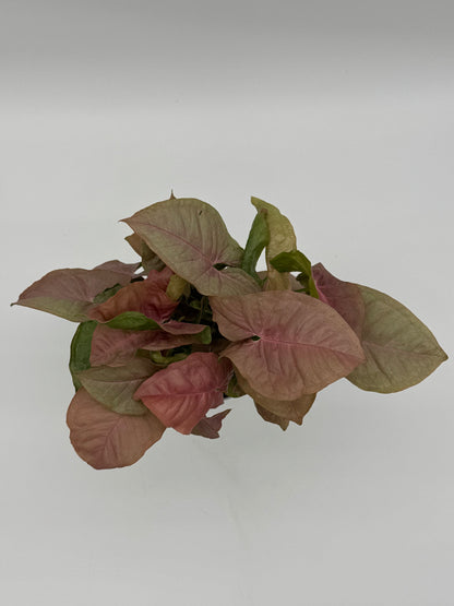 SYNGONIUM STRAWBERRY