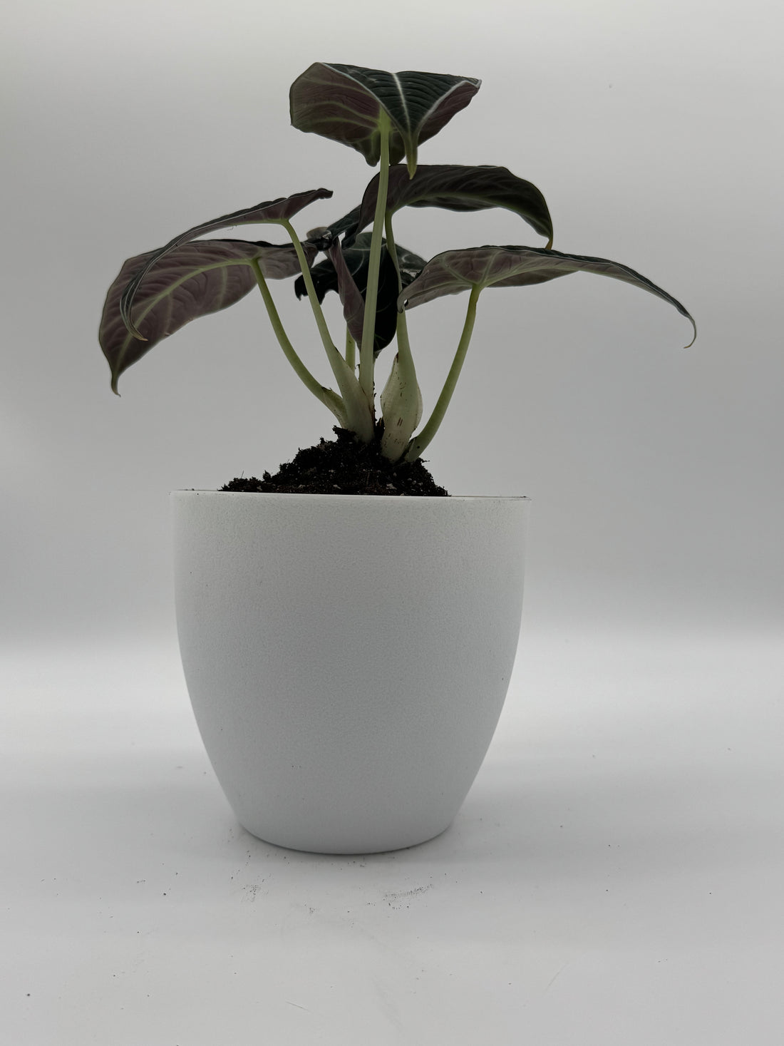 Alocasia Black Velvet 6-Inch Live Plant