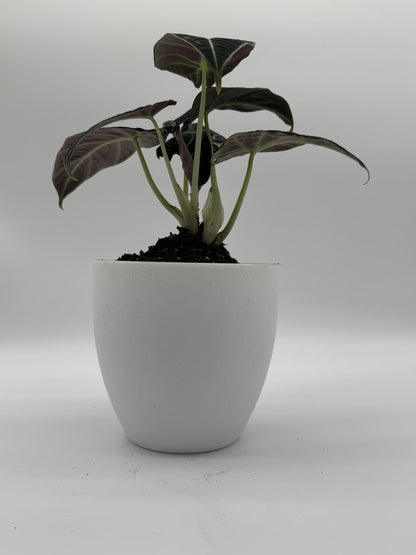 Alocasia Black Velvet 6-Inch Live Plant