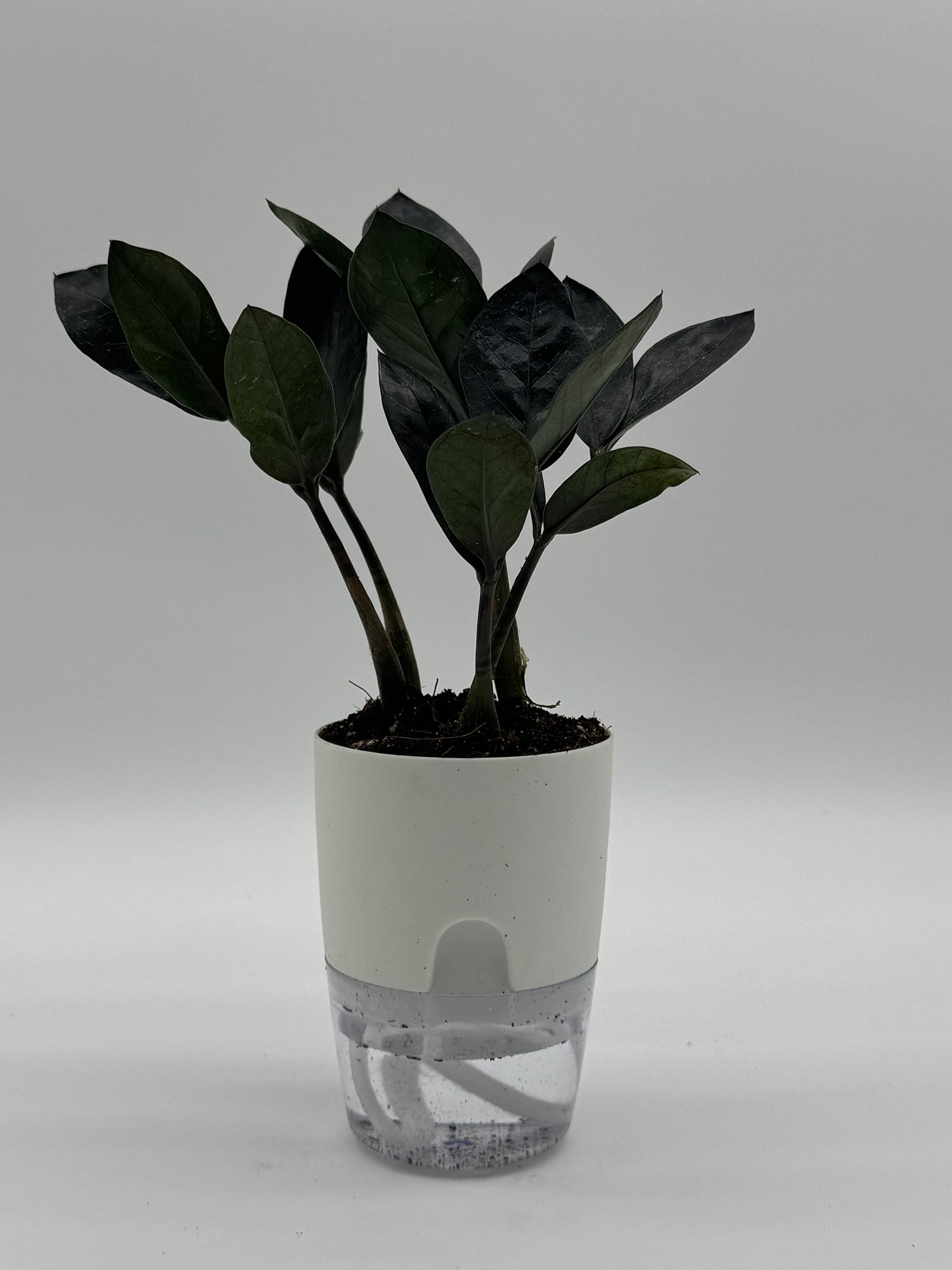 Zamioculcas zamiifolia &