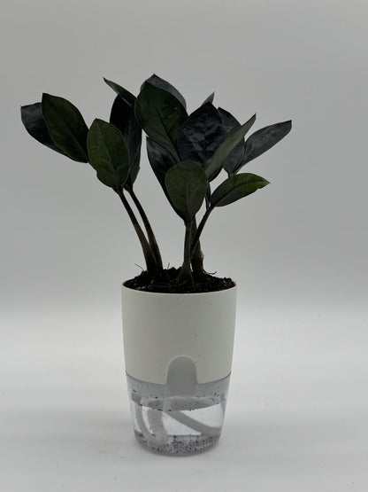 Zamioculcas zamiifolia &