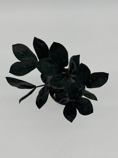 Zamioculcas zamiifolia &