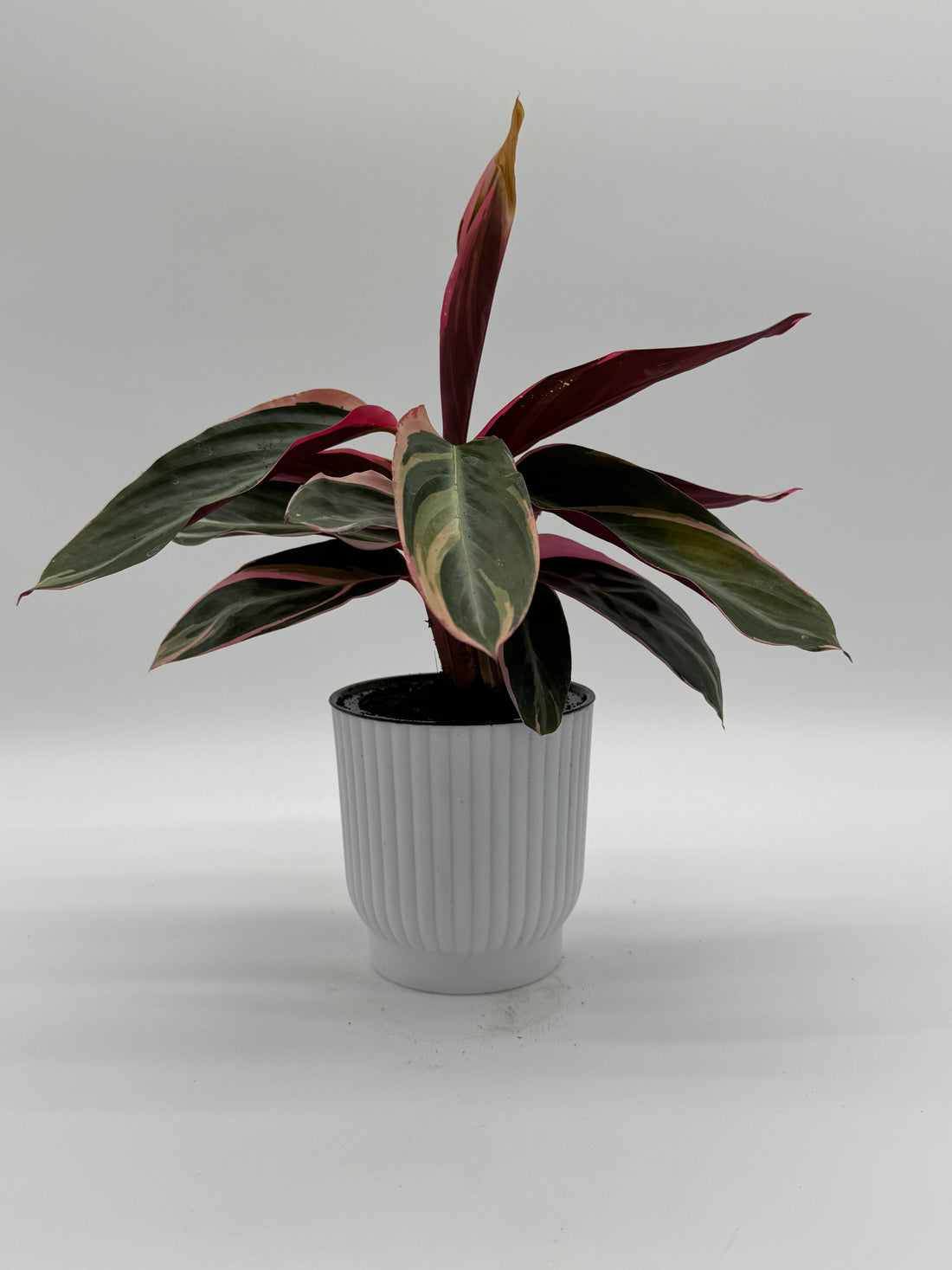 STROMANTHE TRIOSTAR