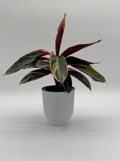 STROMANTHE TRIOSTAR