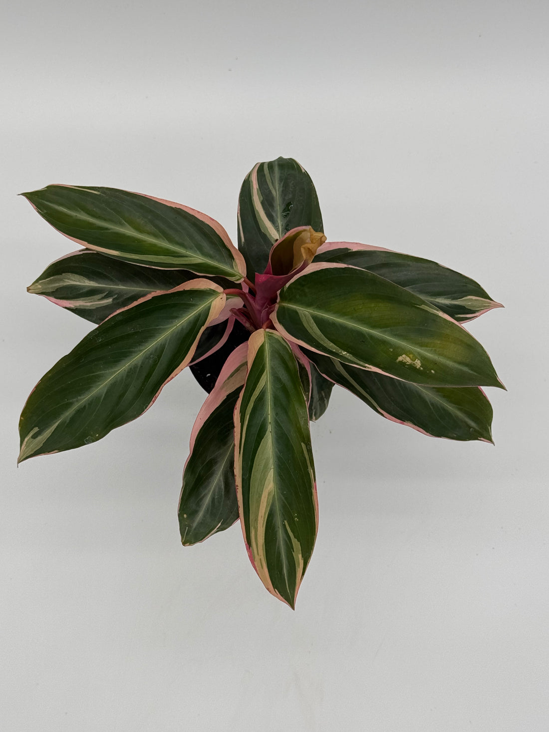 STROMANTHE TRIOSTAR