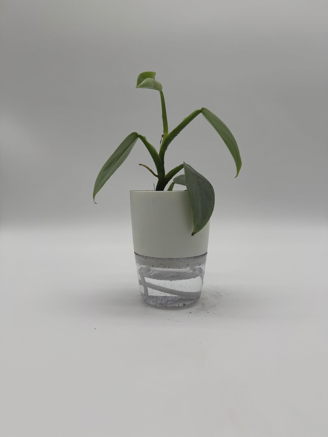 Philodendron Silver Sword