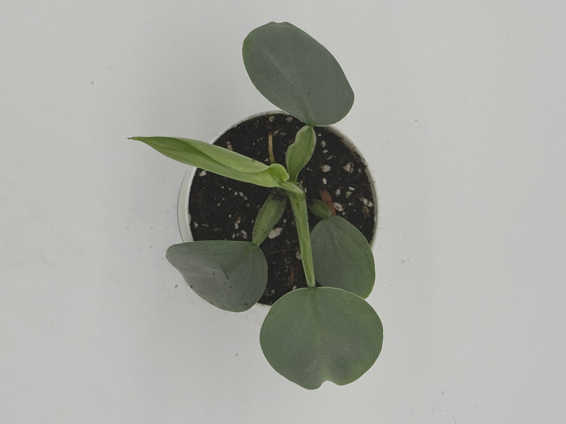 Philodendron Silver Sword