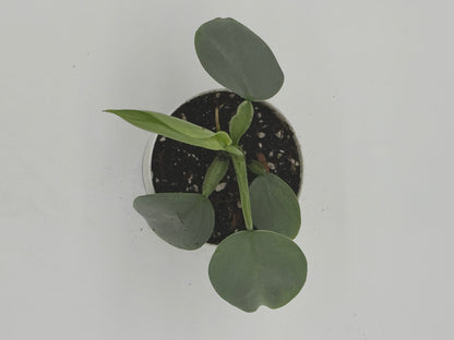 Philodendron Silver Sword