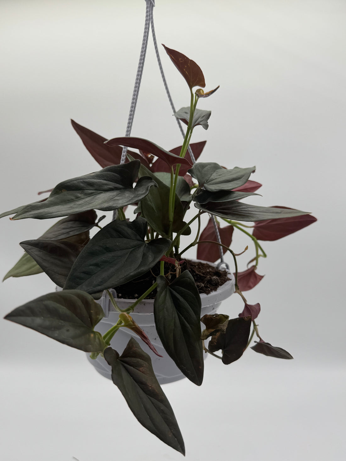 Syngonium &