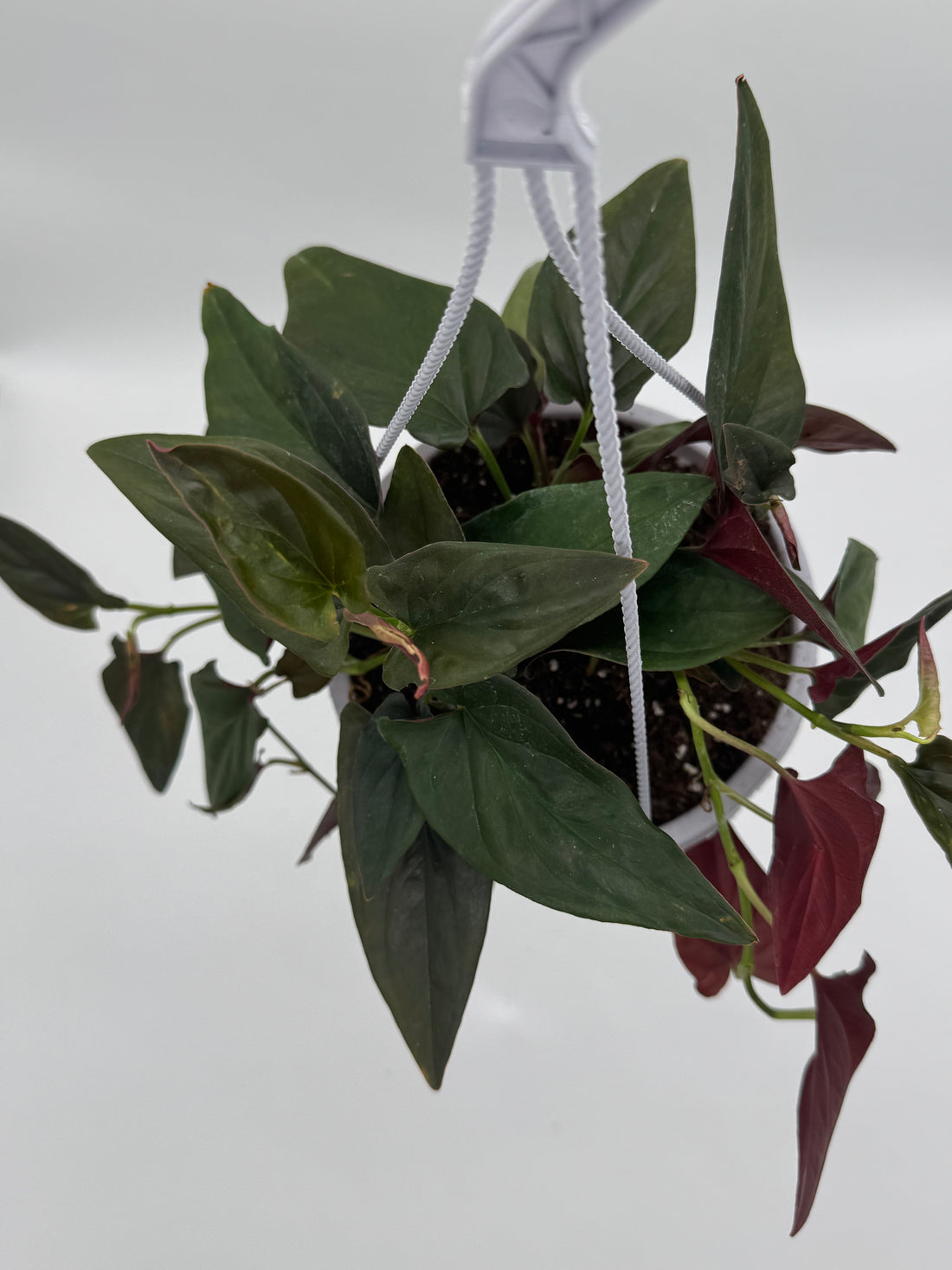 Syngonium &