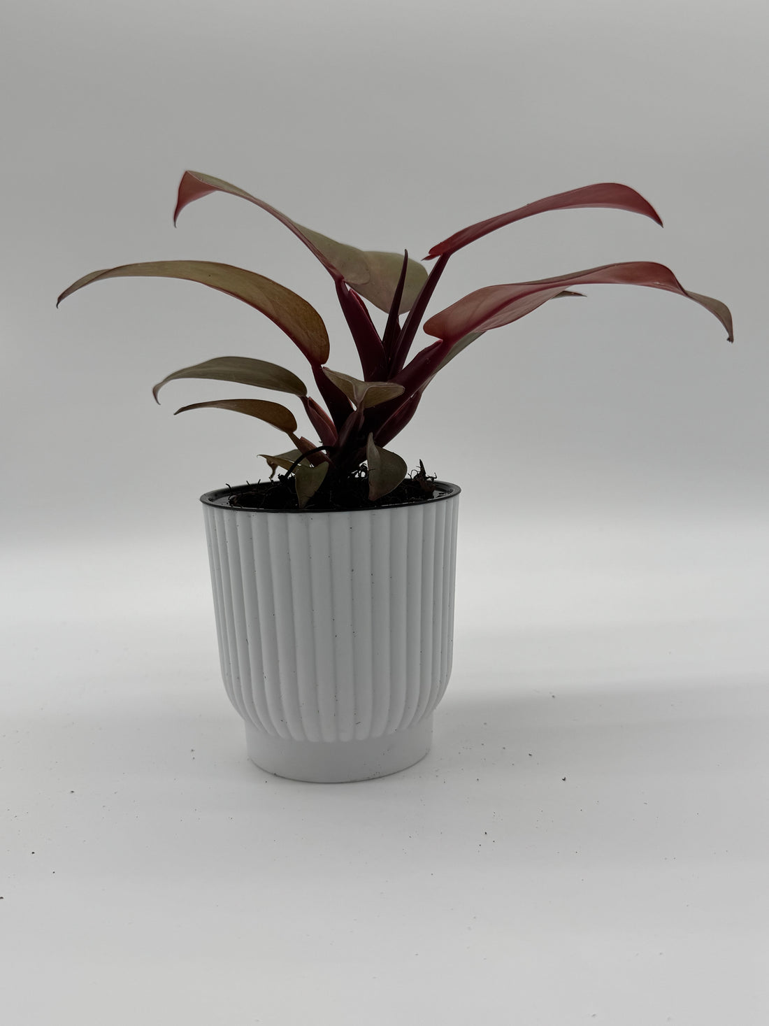 Philodendron &