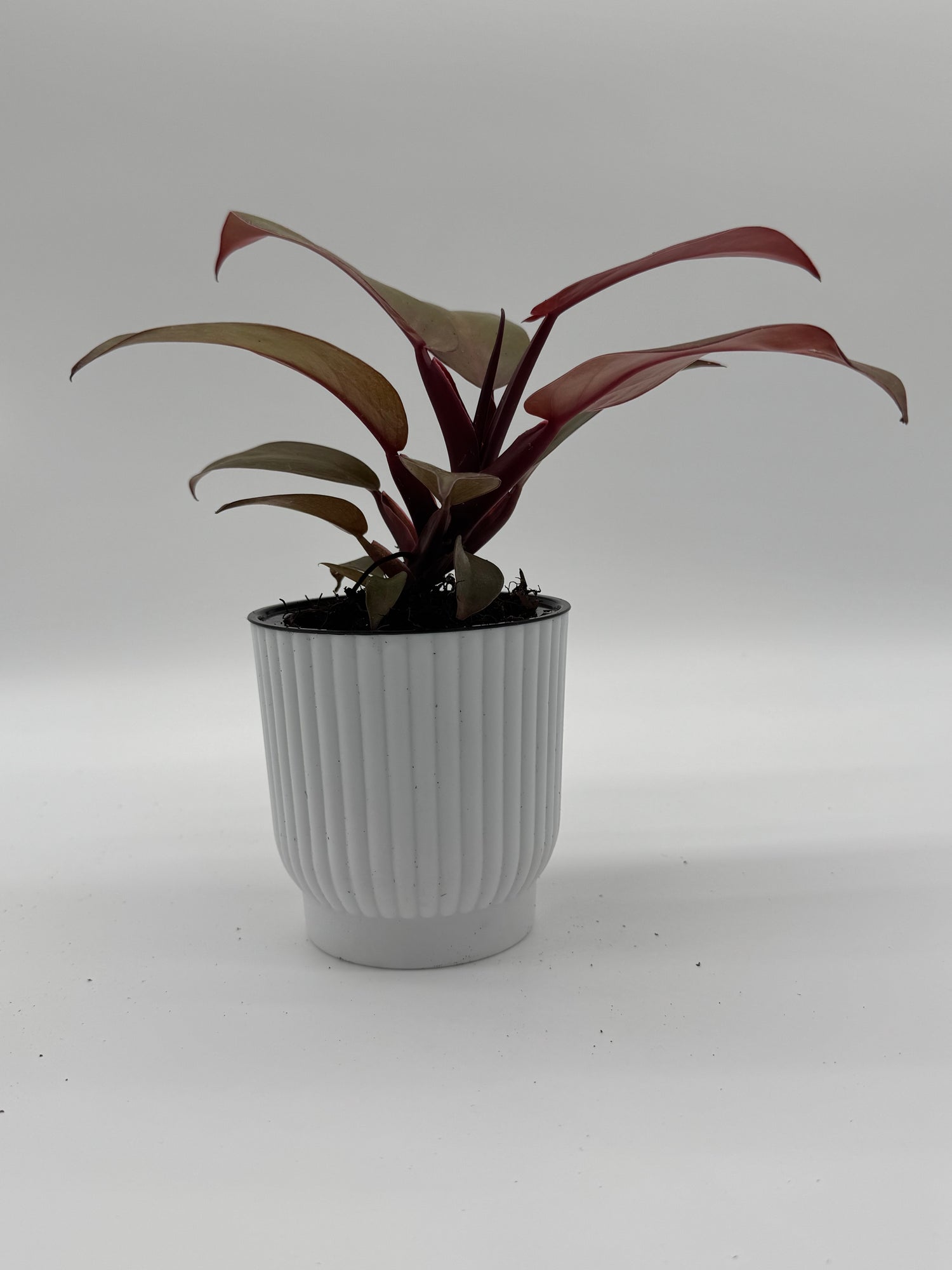 Philodendron &