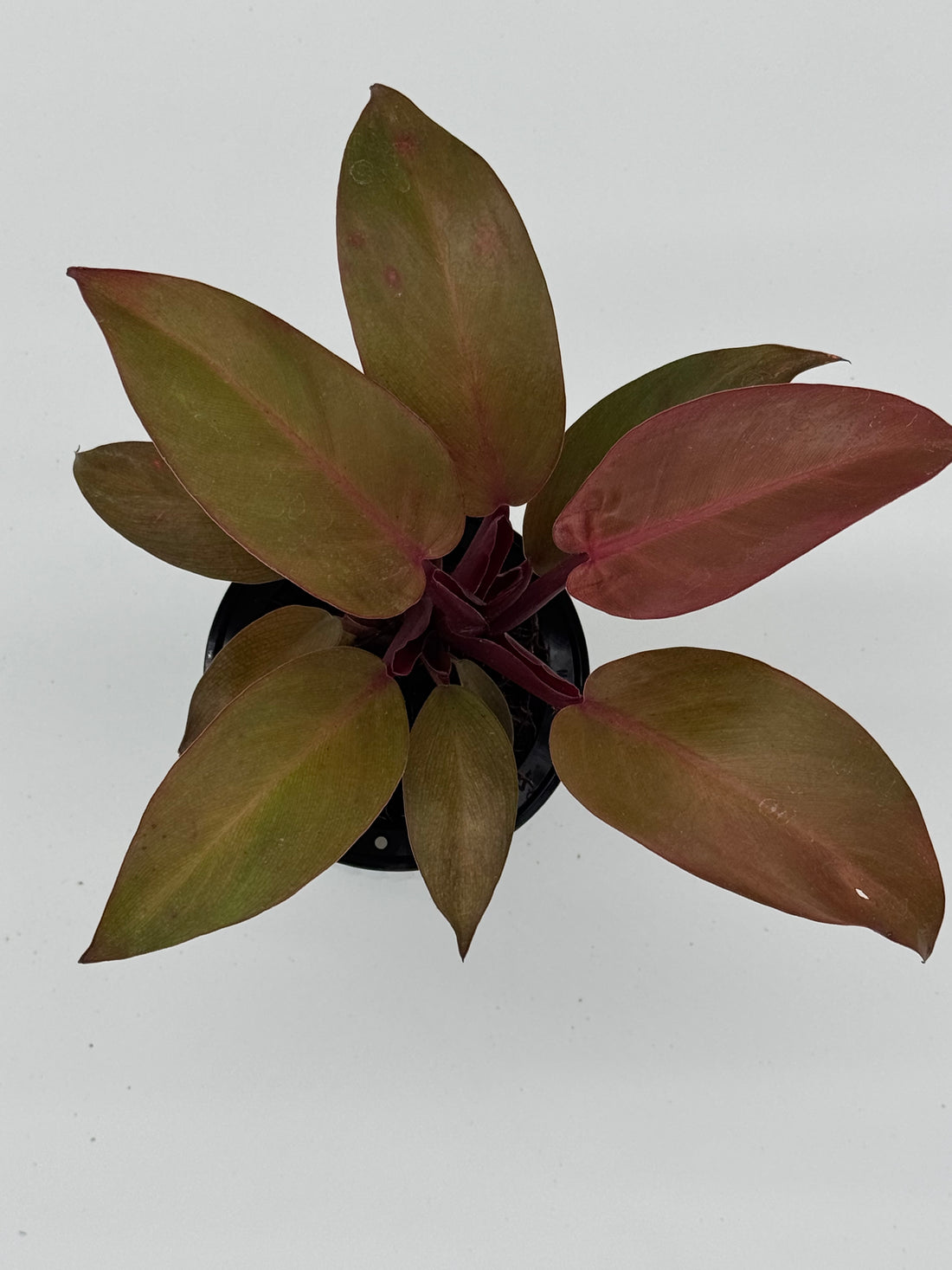 Philodendron &