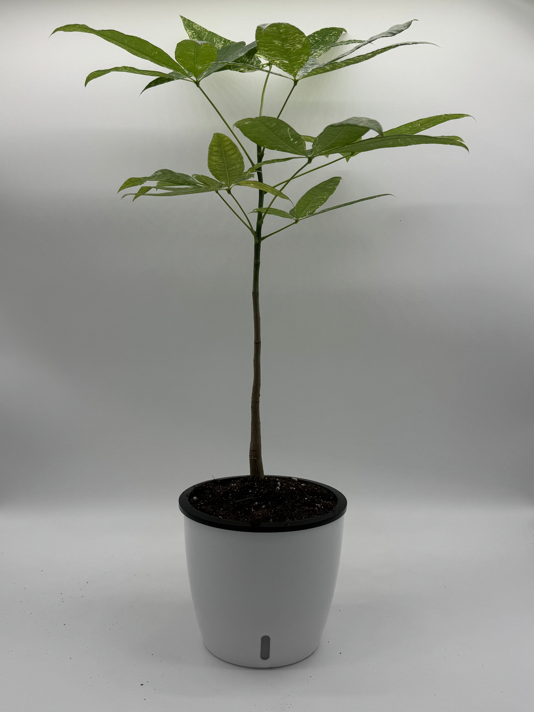 Pachira Money Tree Variegated