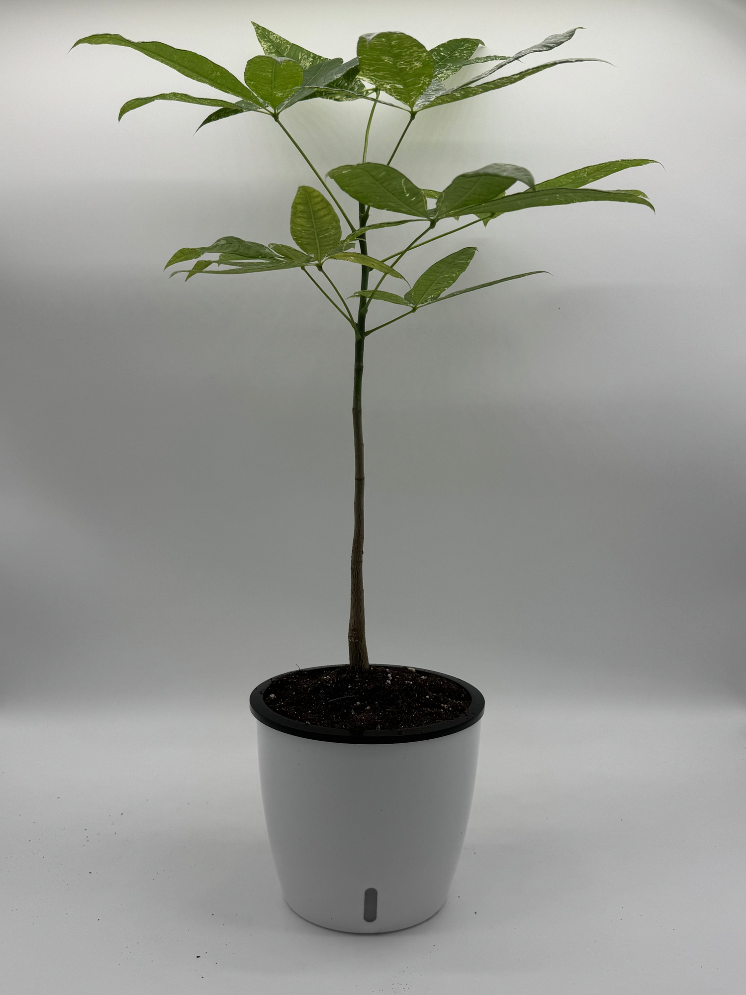Pachira Money Tree Variegated