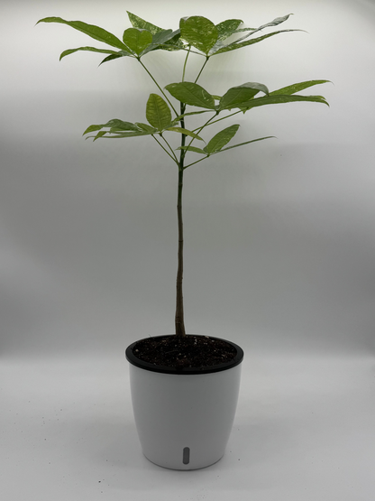 Pachira Money Tree Variegated