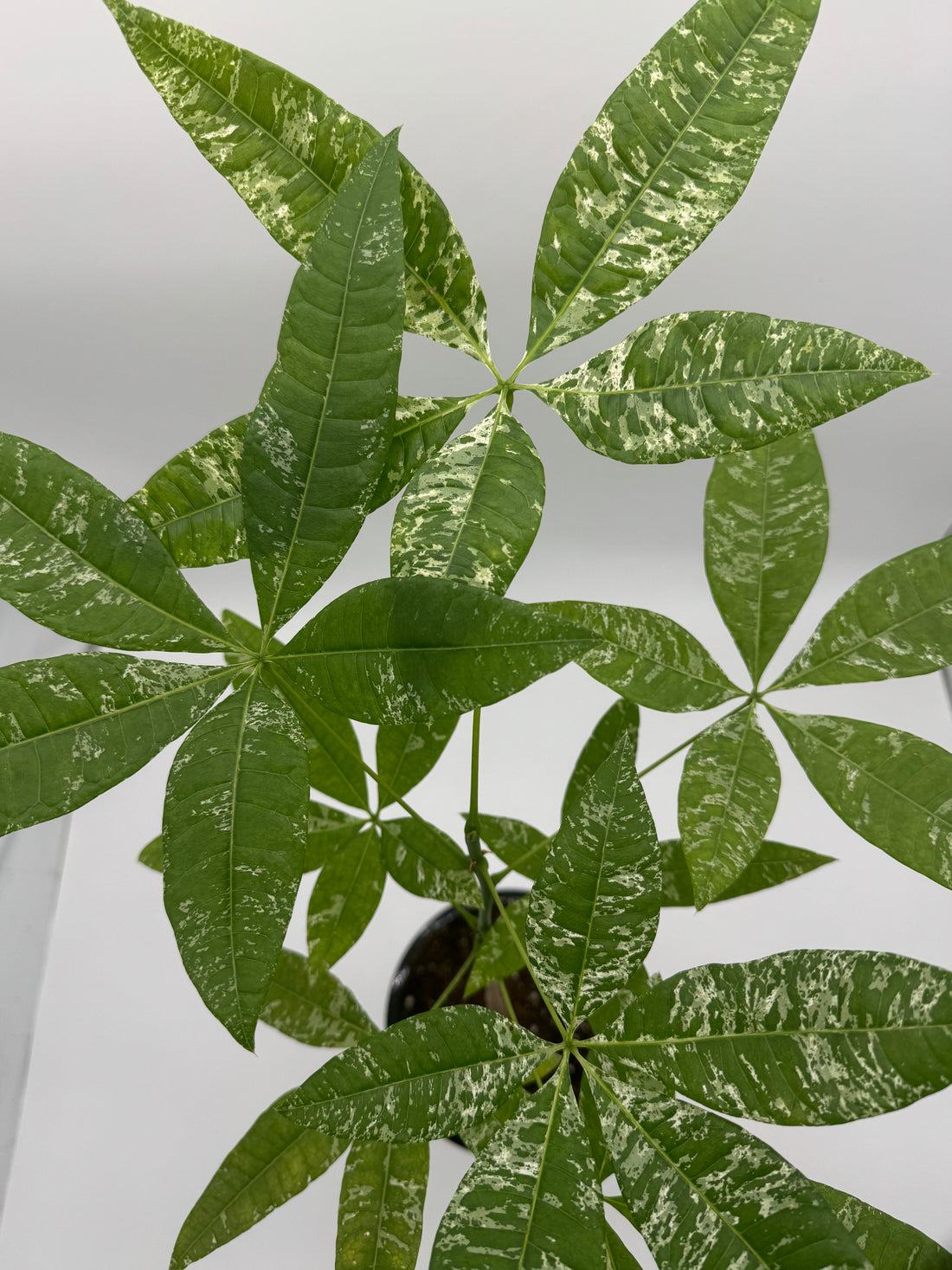 Pachira Money Tree Variegated