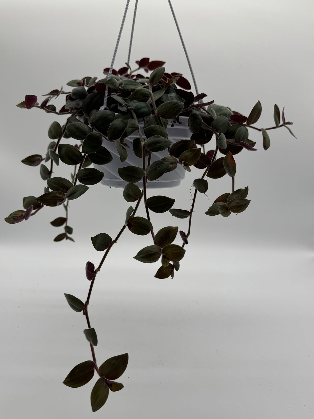 Baby Fuzzy Bunny - Purple Heart Trailing Plant