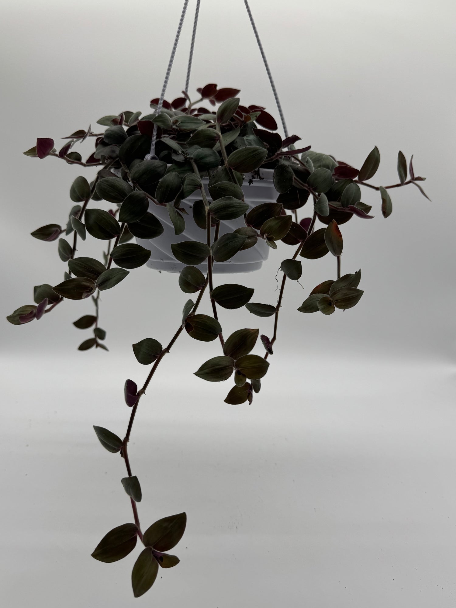 Baby Fuzzy Bunny - Purple Heart Trailing Plant