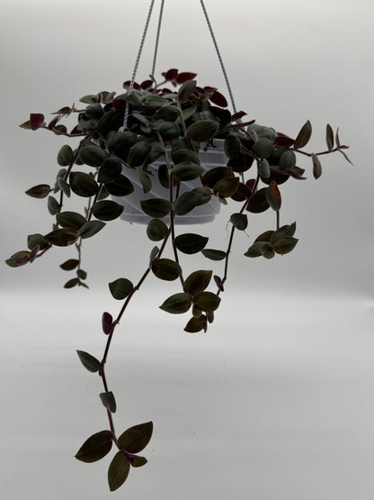 Baby Fuzzy Bunny - Purple Heart Trailing Plant